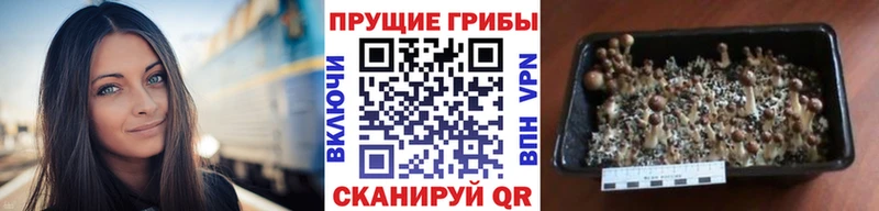 продажа наркотиков  Элиста  kraken зеркало  Псилоцибиновые грибы мицелий 